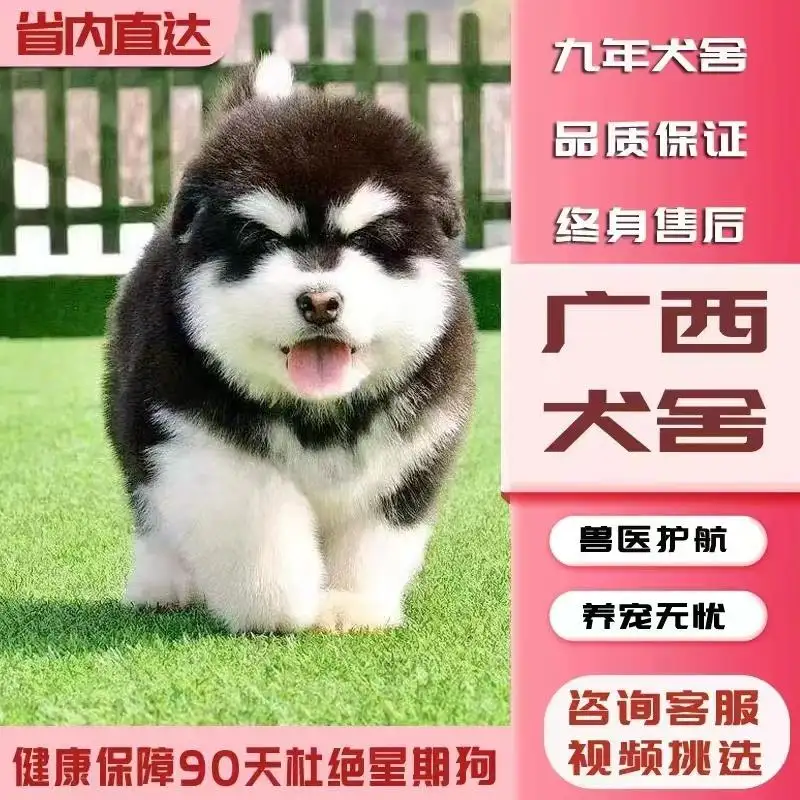 一只纯种阿拉斯加犬幼犬多少钱(一只纯种阿拉斯加犬幼犬多少钱啊)