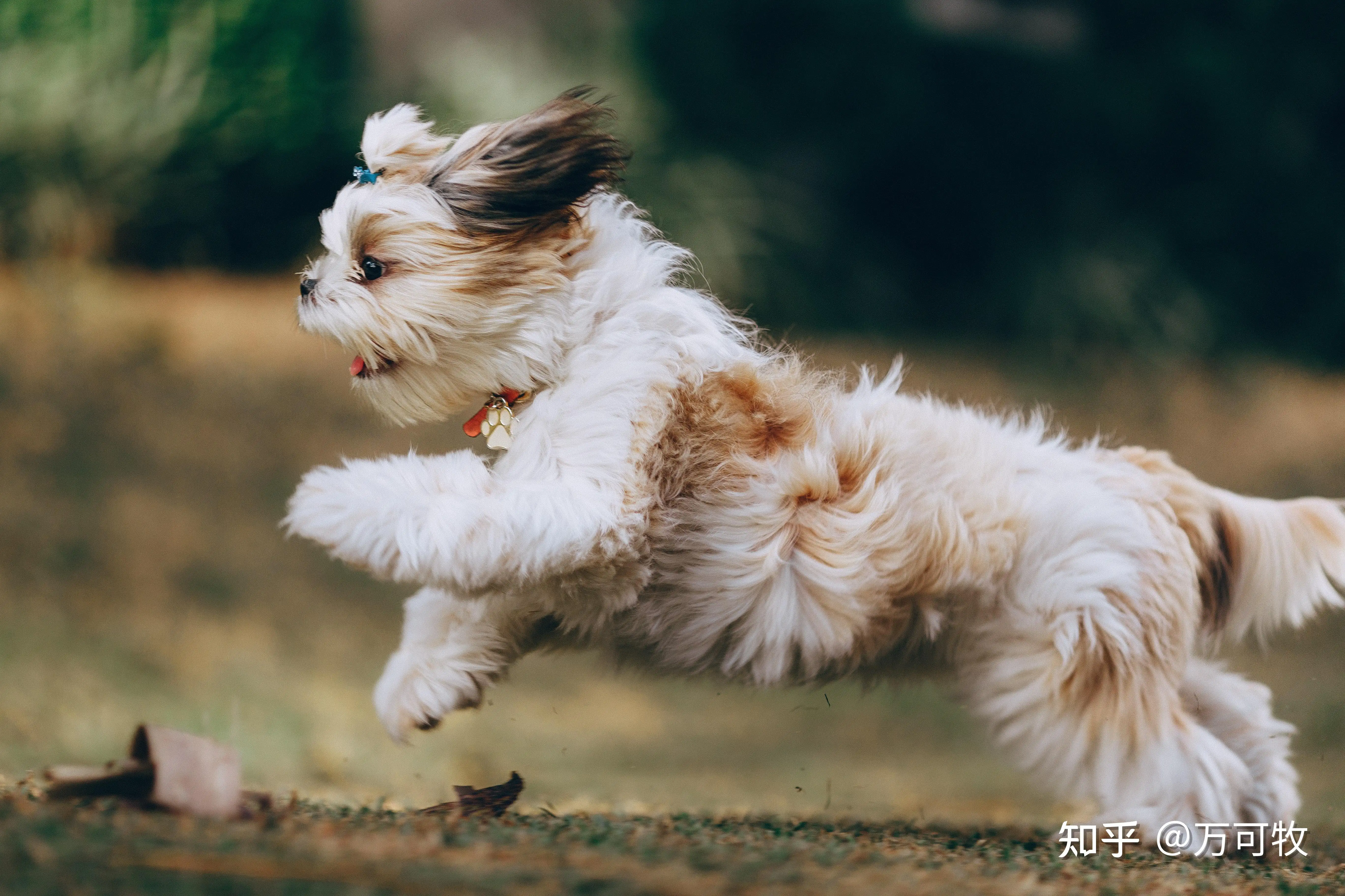 适合上班族养的小型犬(适合上班族养的小型犬品种)