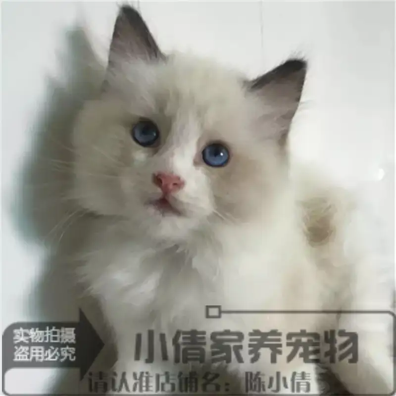 布偶猫布偶猫幼猫(布偶猫幼猫多少钱一只正常价)