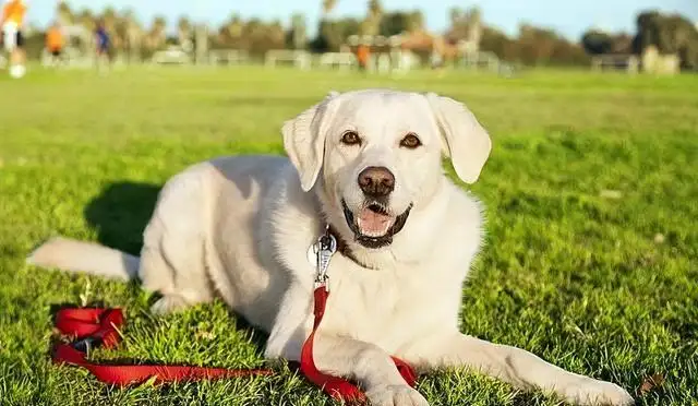 拉布拉多犬怎么养最好(拉布拉多犬的日常饲养方法是什么?)