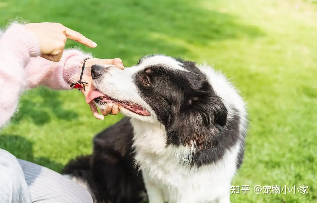 一岁七个月的狗狗相当于人的几岁(一岁七个月的狗狗相当于人的几岁了)