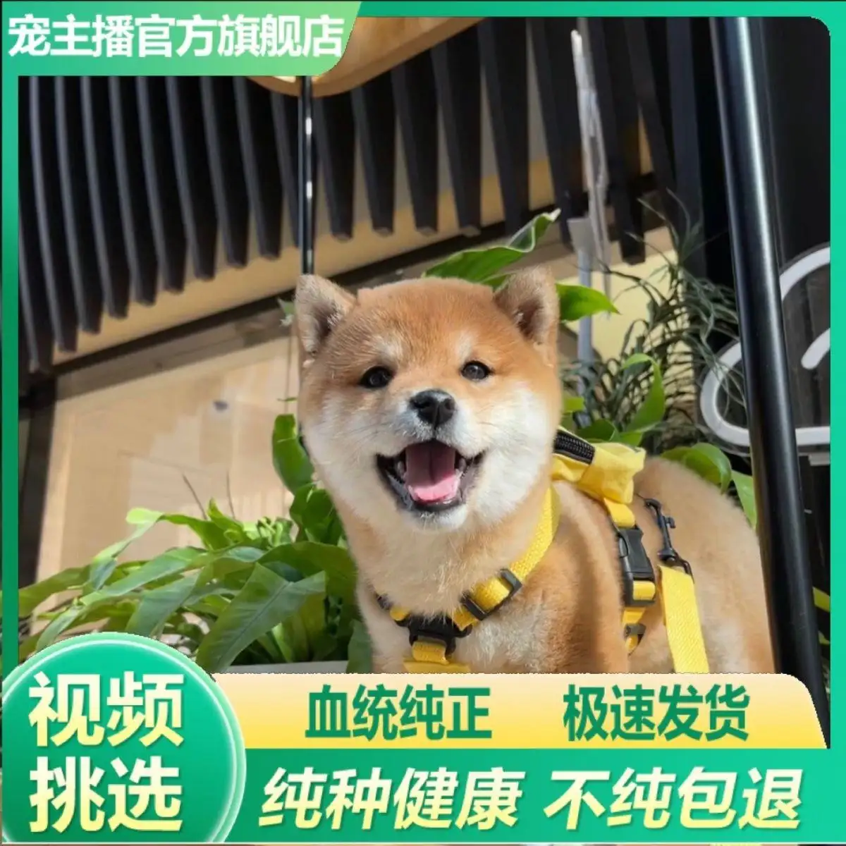 柴犬活多久(柴犬能活到多少岁)