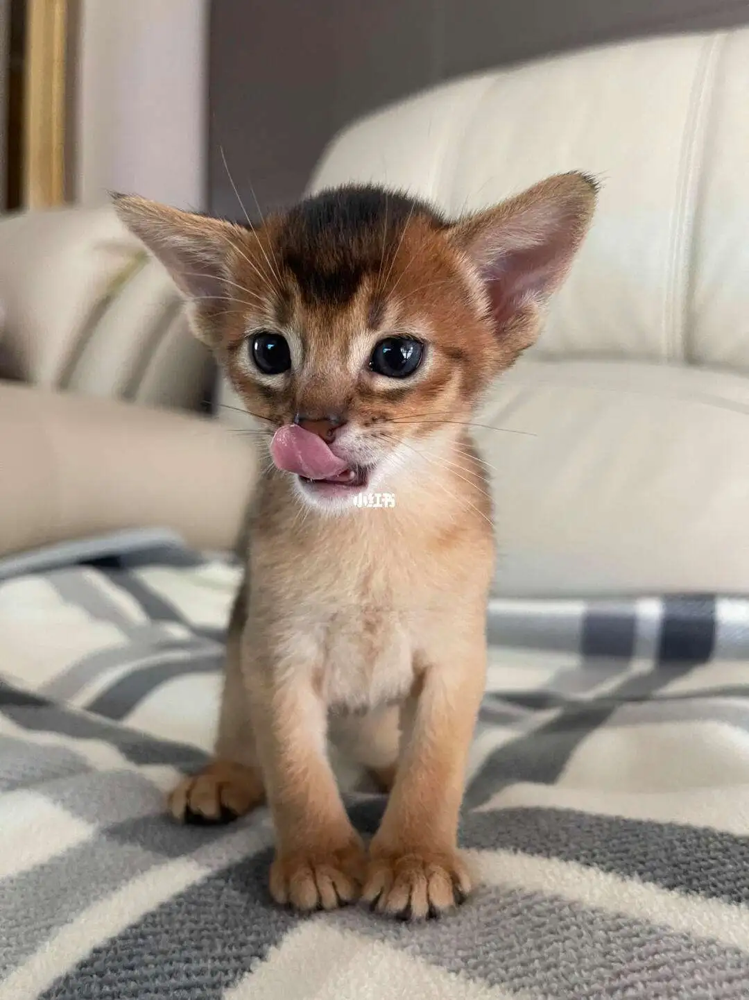 阿比西尼亚猫纯种幼猫(阿比西尼亚猫适合新手养吗)