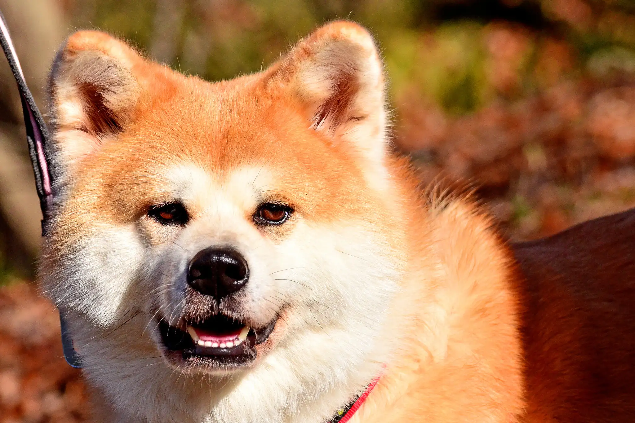 秋田犬图片高清(秋田犬图片高清头像)