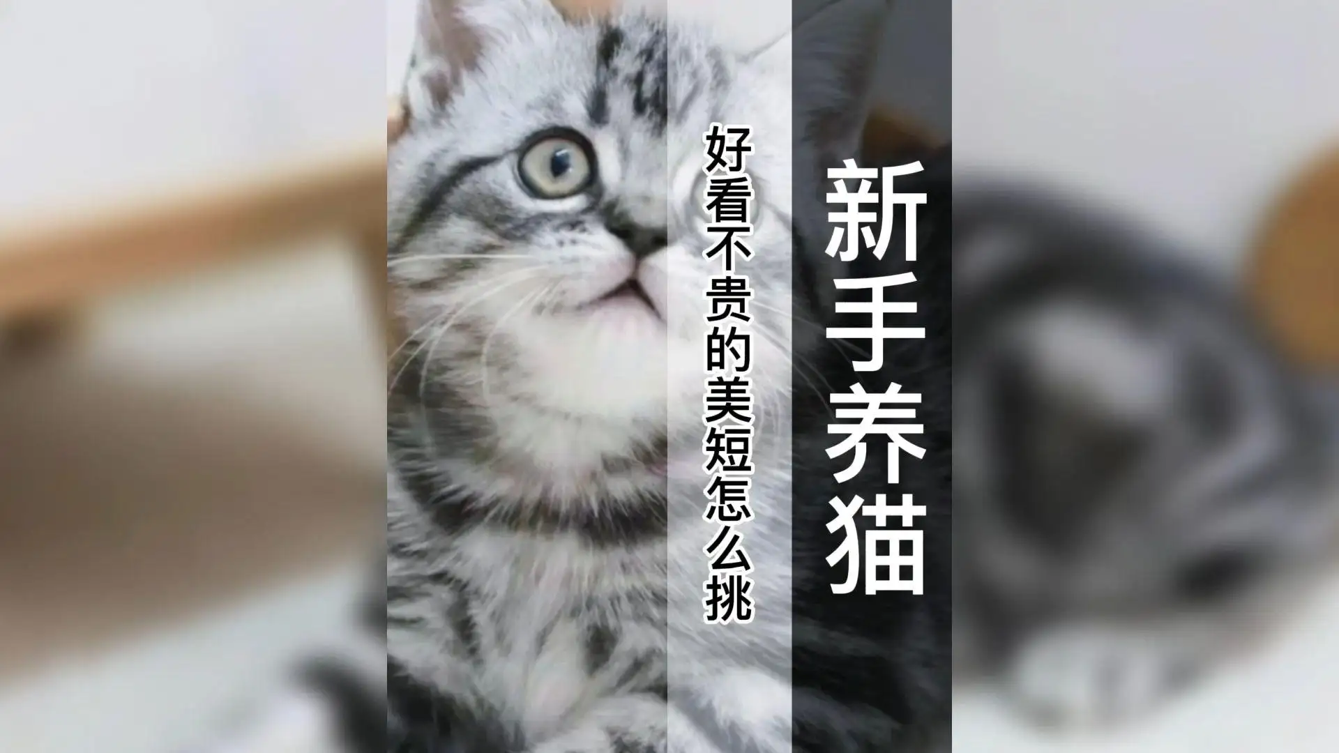 美短猫多钱一只(美短宠物猫多少钱一只)