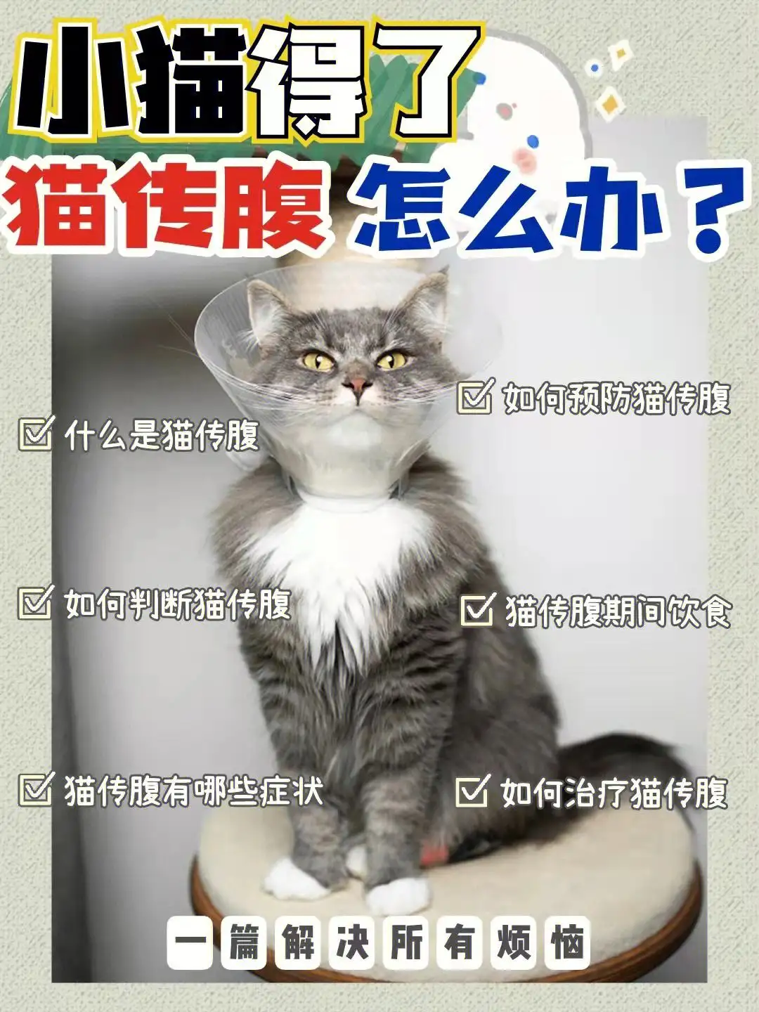 猫咪为什么会有猫传腹(猫咪为什么会得猫传腹?)