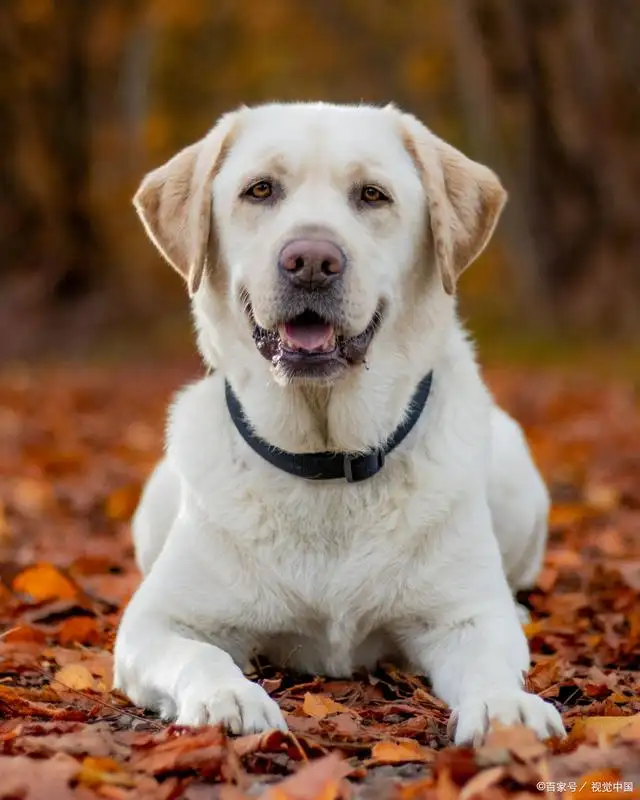 适合养的宠物犬(适合养的犬种都有哪些)