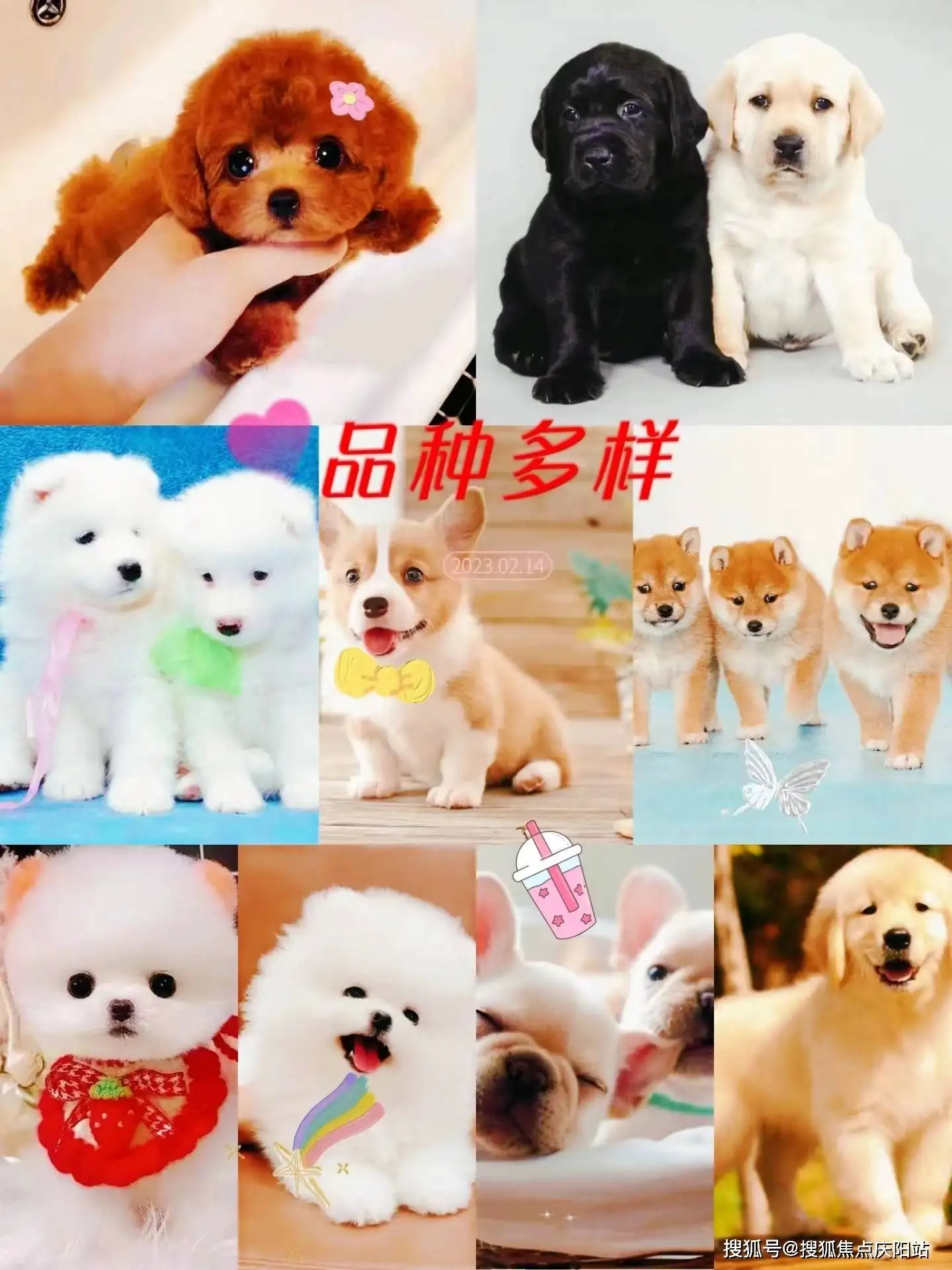 拉布拉多幼犬怎么养活(拉布拉多幼犬怎么养活它)