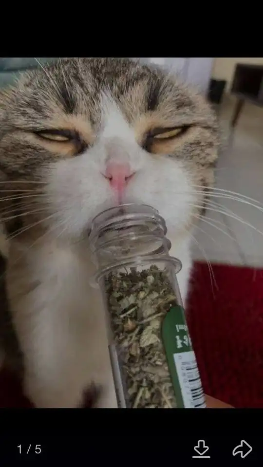 猫咪吃猫薄荷有坏处吗(猫咪吃猫薄荷有坏处吗视频)