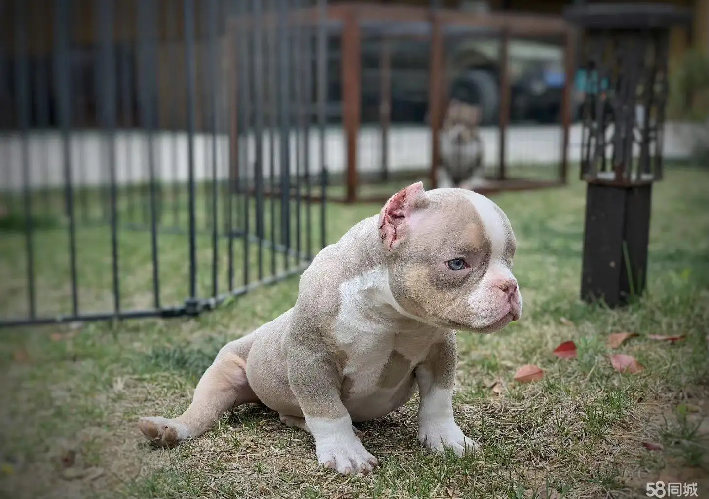 最凶猛的小型犬(最凶猛的中小型犬)