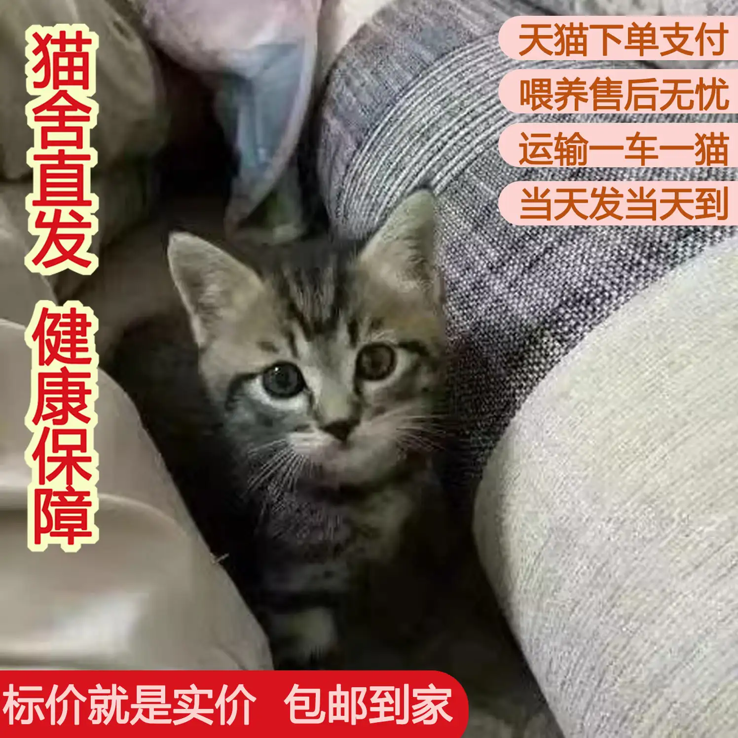 家猫能活多久(家养的猫能活多久)