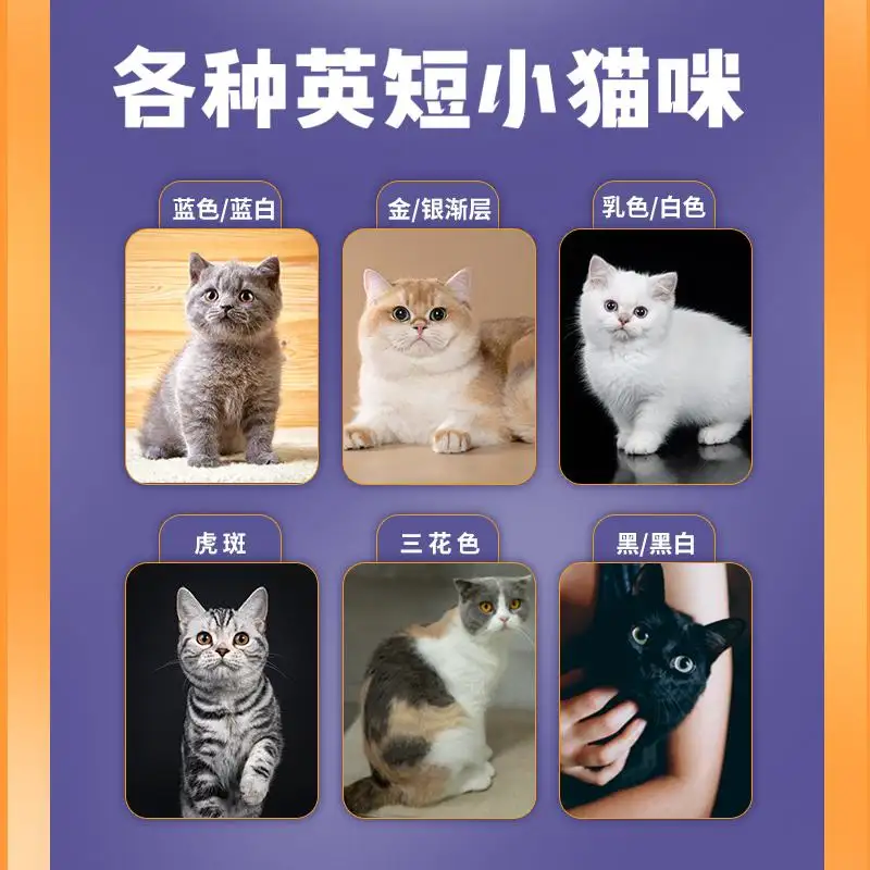 猫咪体内体外驱虫一体(猫咪体外驱虫和体内驱虫哪个好)