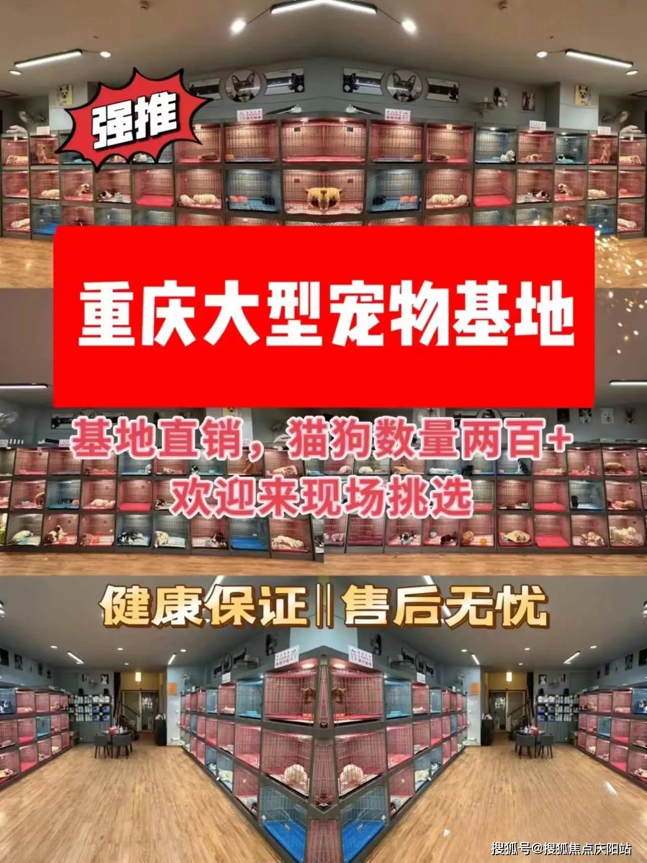 阿拉斯加犬买(阿拉斯加犬买公的还是母的)