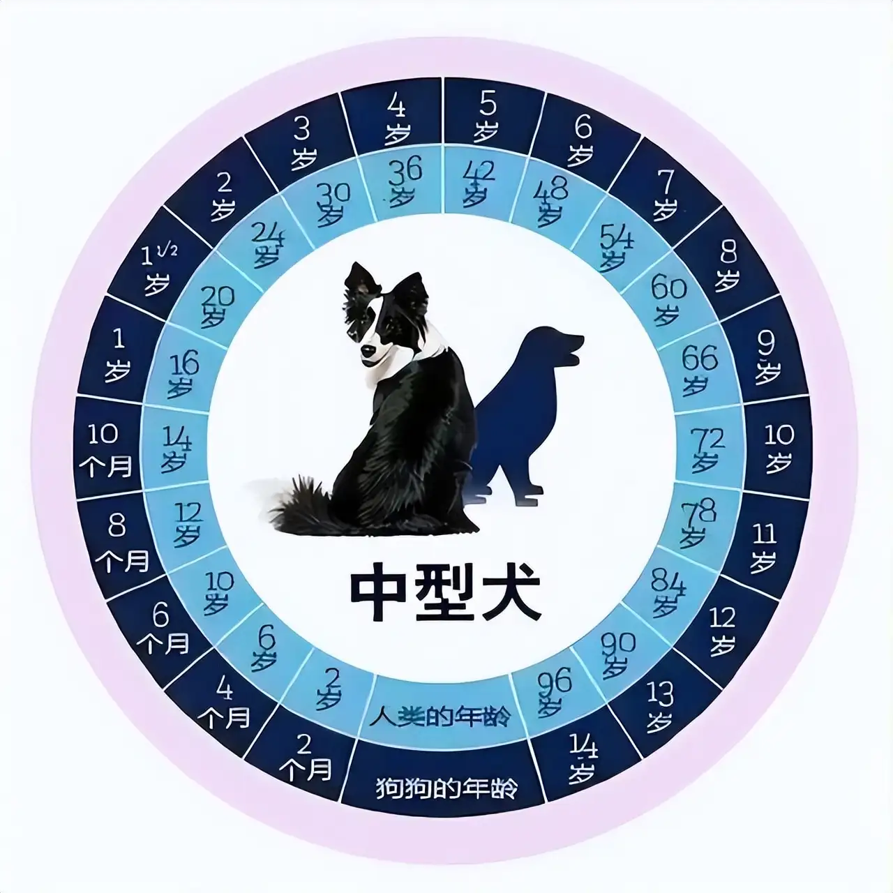 6个月狗相当于人几岁(六个月的狗相当于人类多少岁)