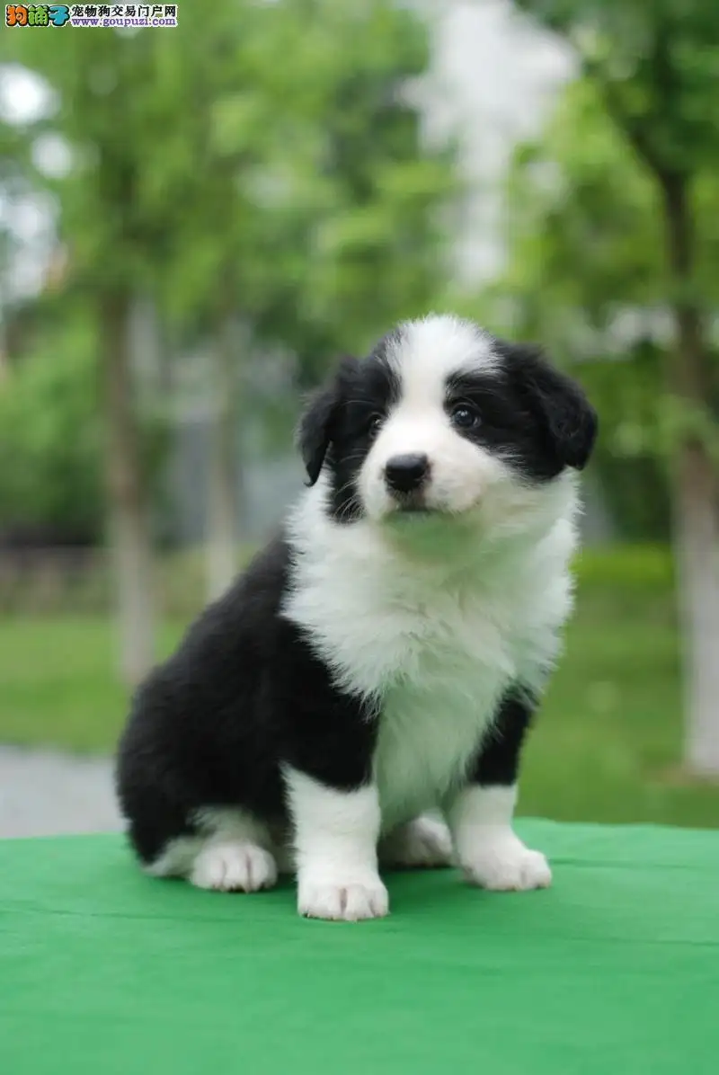 哪里卖纯种边境牧羊犬(哪里可以买到边境牧羊犬)