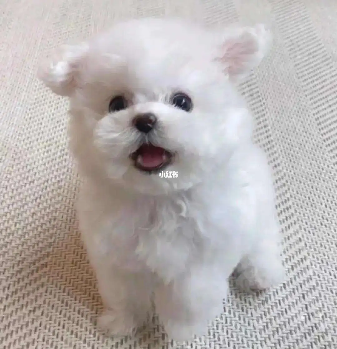 比熊犬纯种一般多少钱(比熊犬纯种多少钱一只幼犬)
