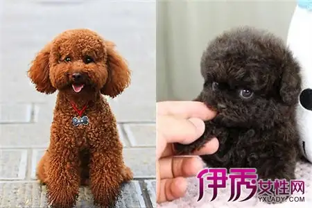 泰迪犬和贵宾犬有什么不同之处(泰迪犬和贵宾犬有什么不同之处图片)