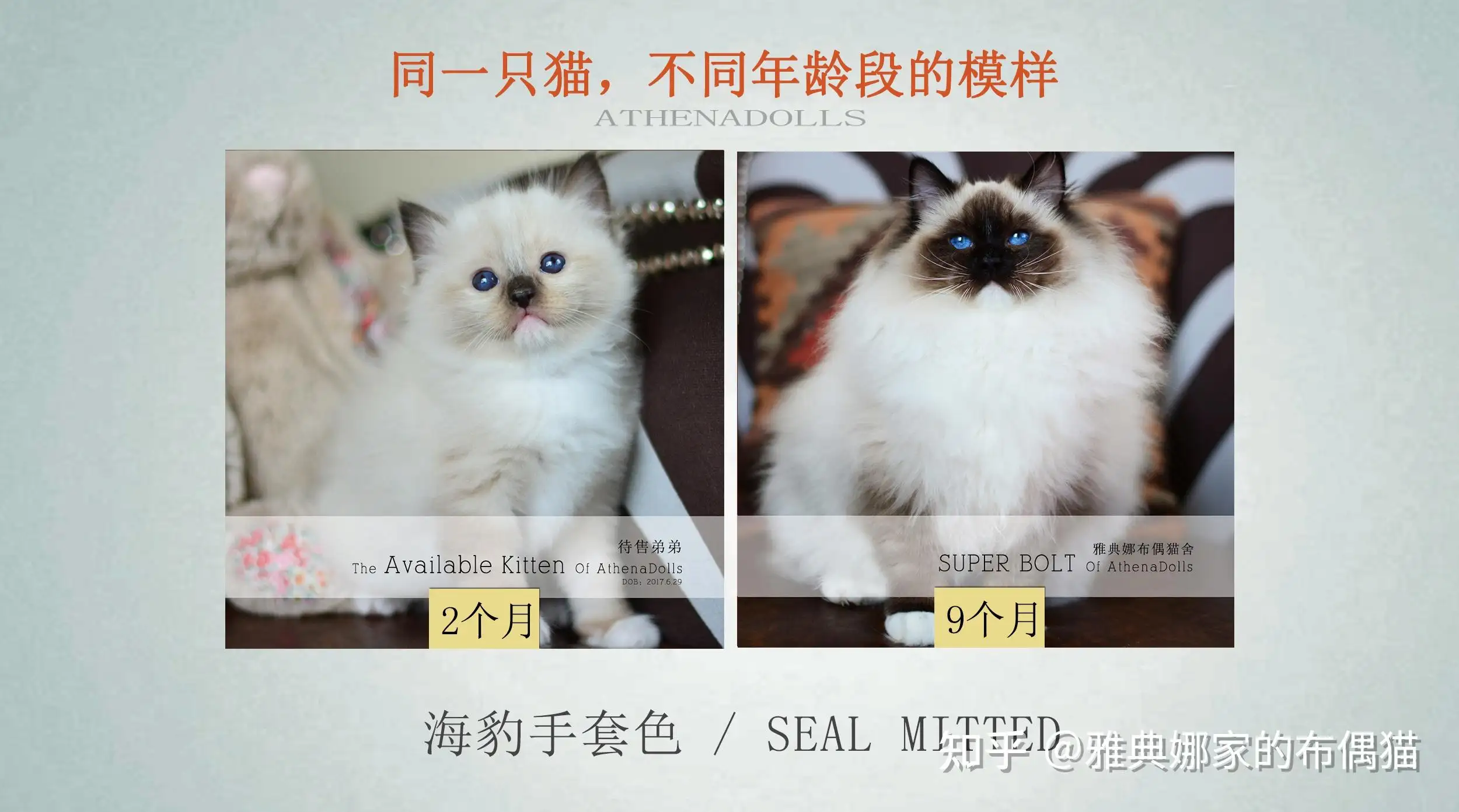 布偶猫每月变化(布偶猫一到12个月成长图)