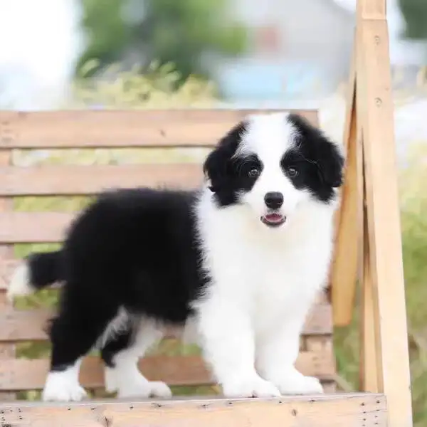 德牧犬幼犬一只多少钱(德牧幼犬多少钱一只 纯种)