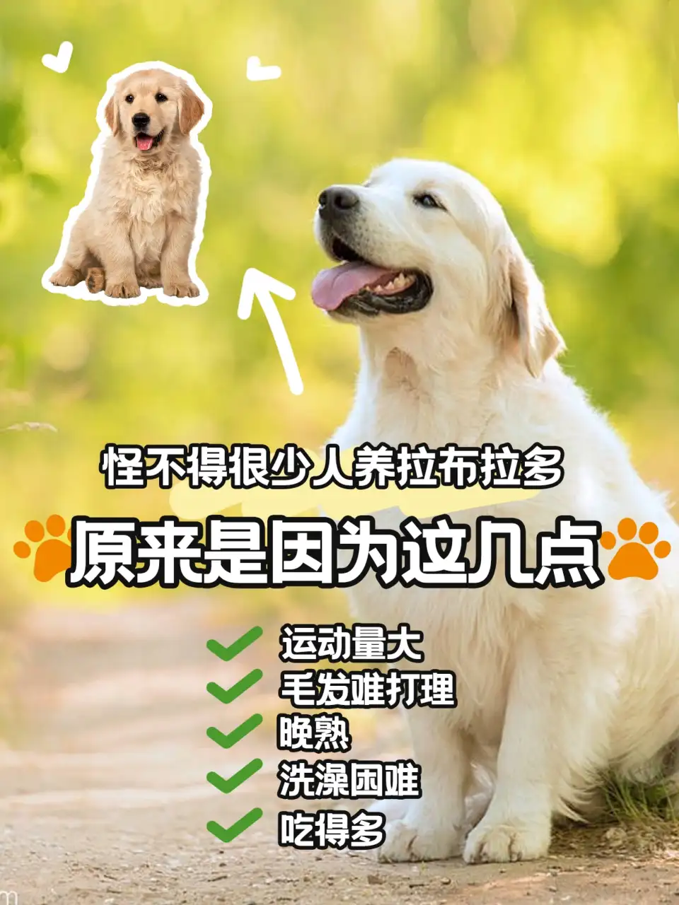 养拉布拉多怎么养(养拉布拉多幼犬怎么养)