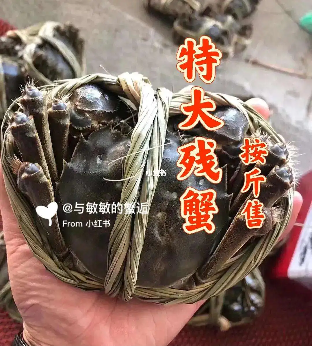 螃蟹啥时候吃(螃蟹啥时候吃母的)