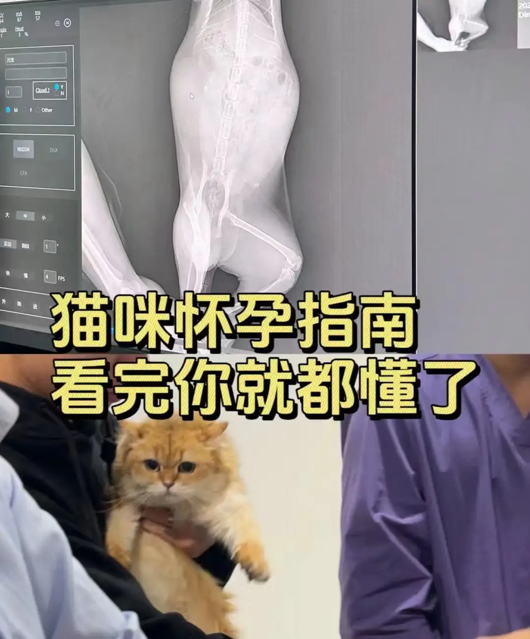 猫的孕期有多久(猫的孕期多久生产)