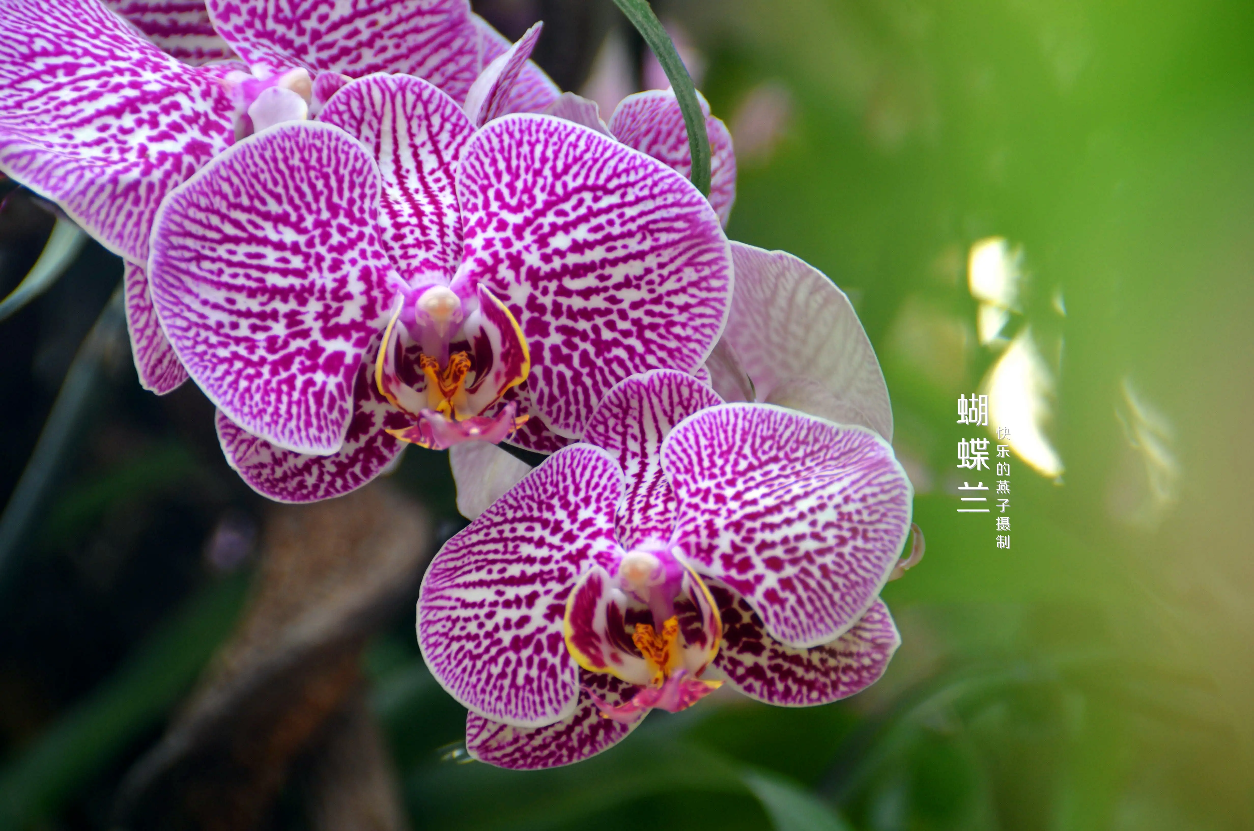 蝴蝶兰花的特征(蝴蝶兰花的特征和特点)