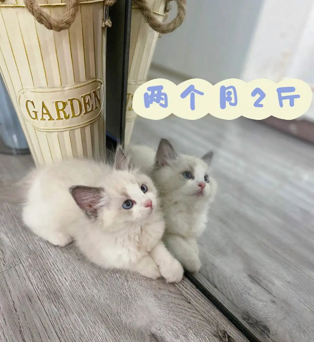 布偶猫每月变化(布偶猫一到12个月成长图)