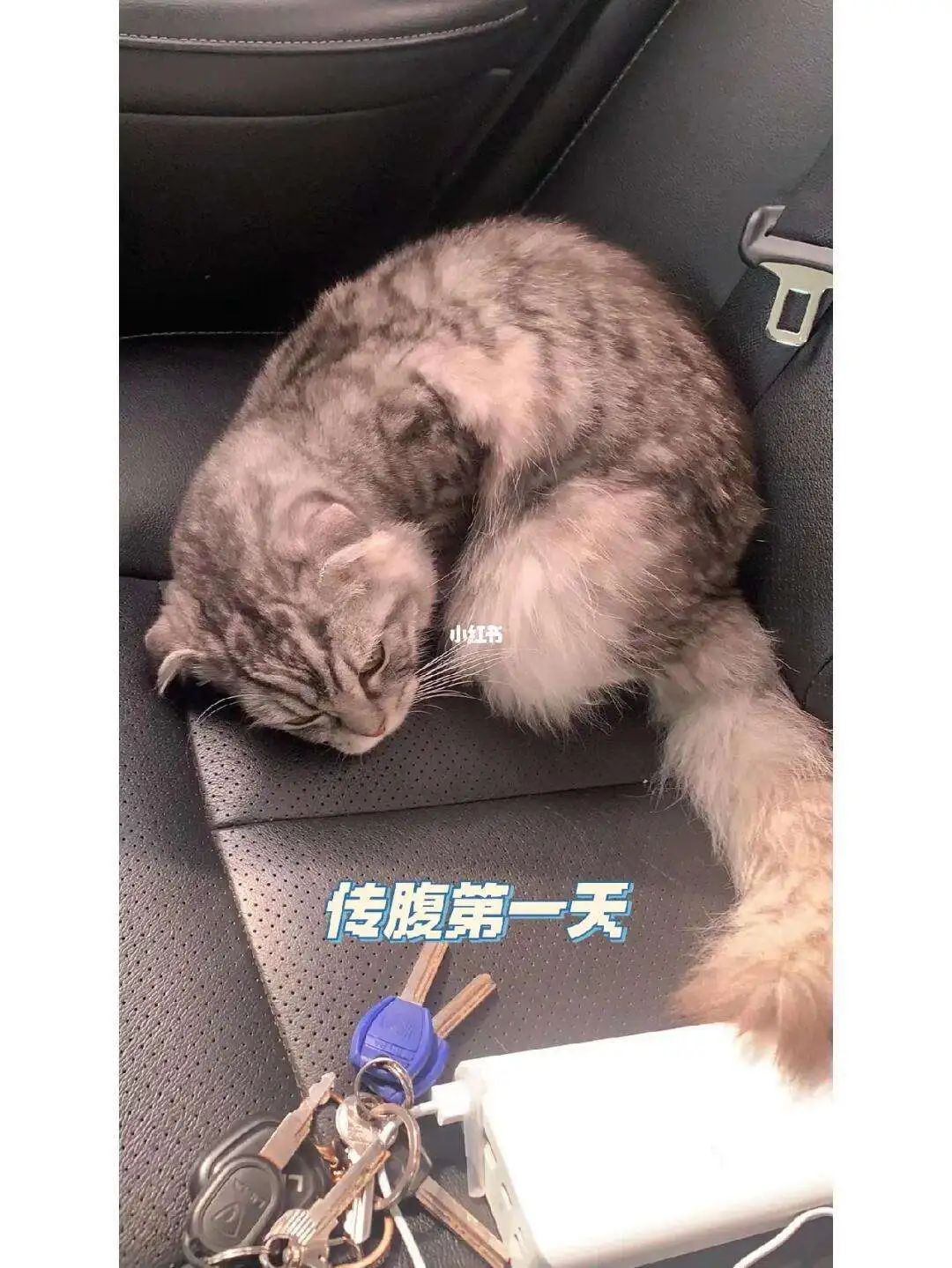 猫咪吃什么治传腹(猫传腹吃什么药促进腹水吸收)