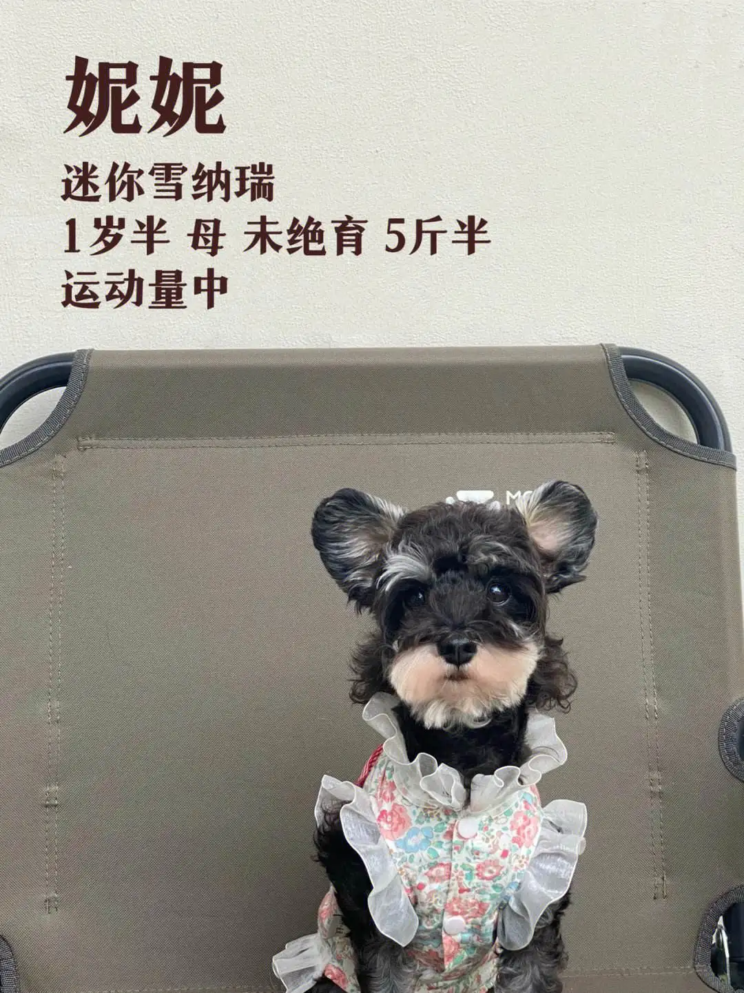 迷你雪纳瑞吃什么东西(迷你雪纳瑞吃什么狗粮好)