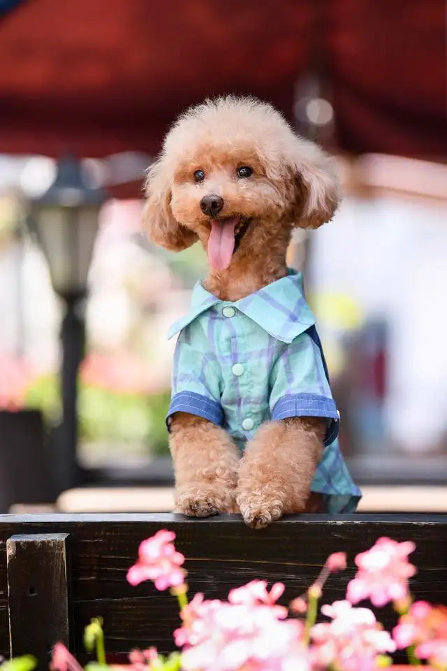 泰迪犬和贵宾犬有什么不同之处(泰迪犬和贵宾犬有什么不同之处图片)