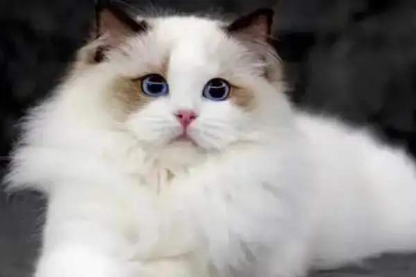 布偶猫批发价多少钱一只(布偶猫市场价格多少钱一只)