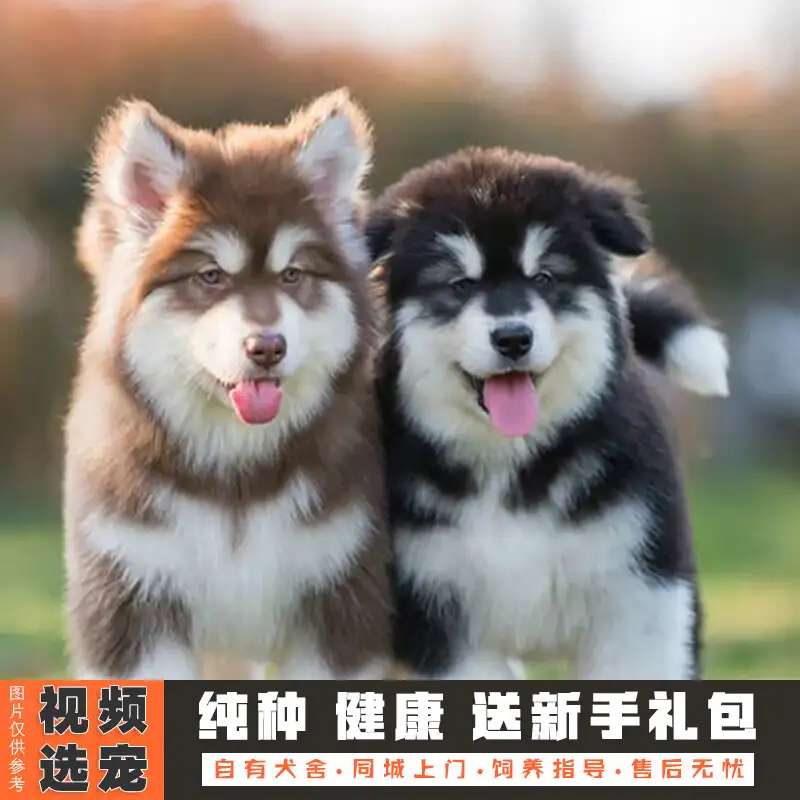 一般纯种阿拉斯加犬多少钱(纯正的阿拉斯加犬多少钱一只)