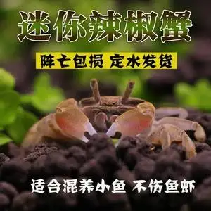 鱼缸里的小螃蟹吃什么(鱼缸里的小螃蟹吃什么饲料)