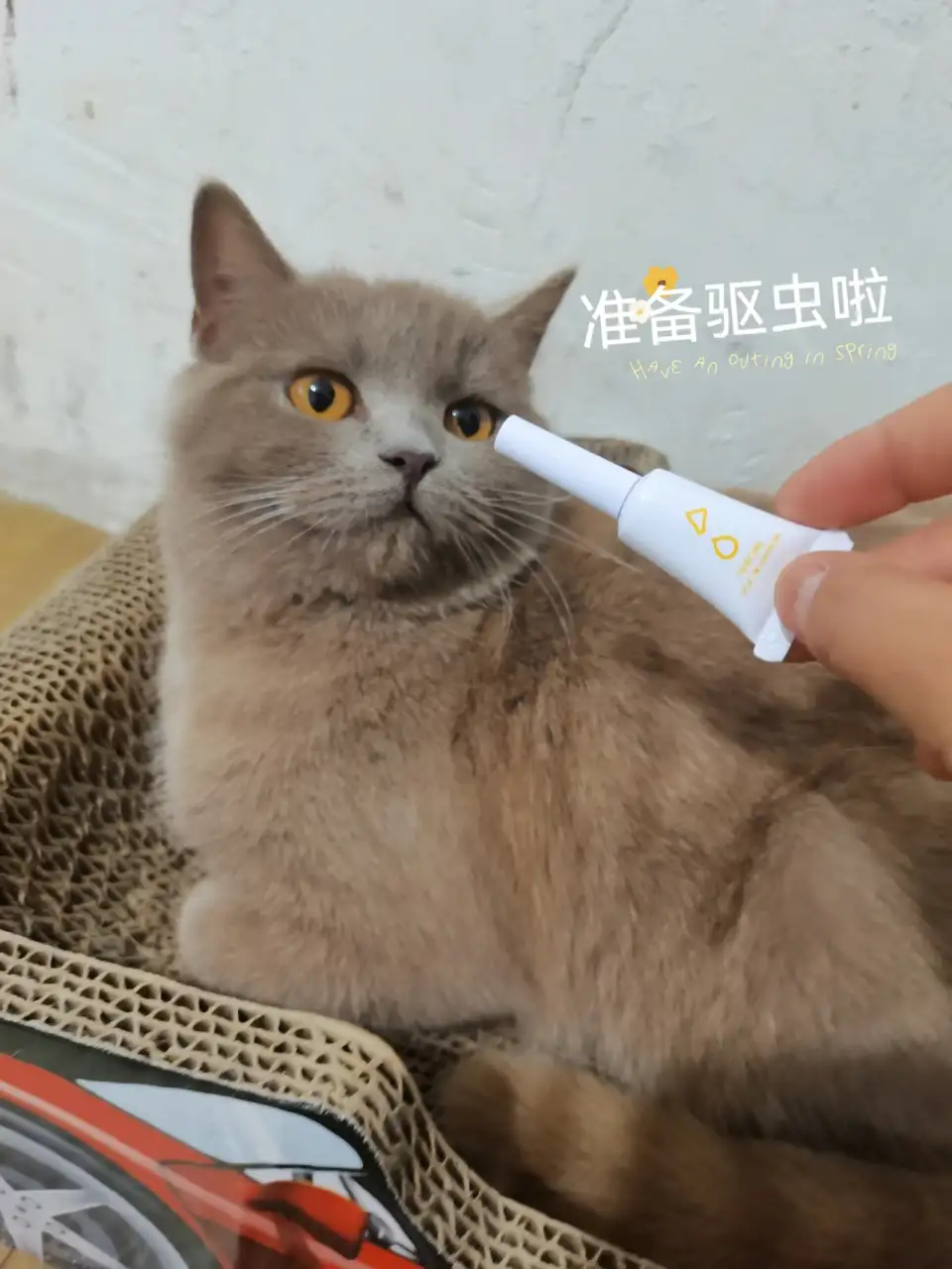 猫咪用什么驱虫(猫咪用什么驱虫药便宜还好用)