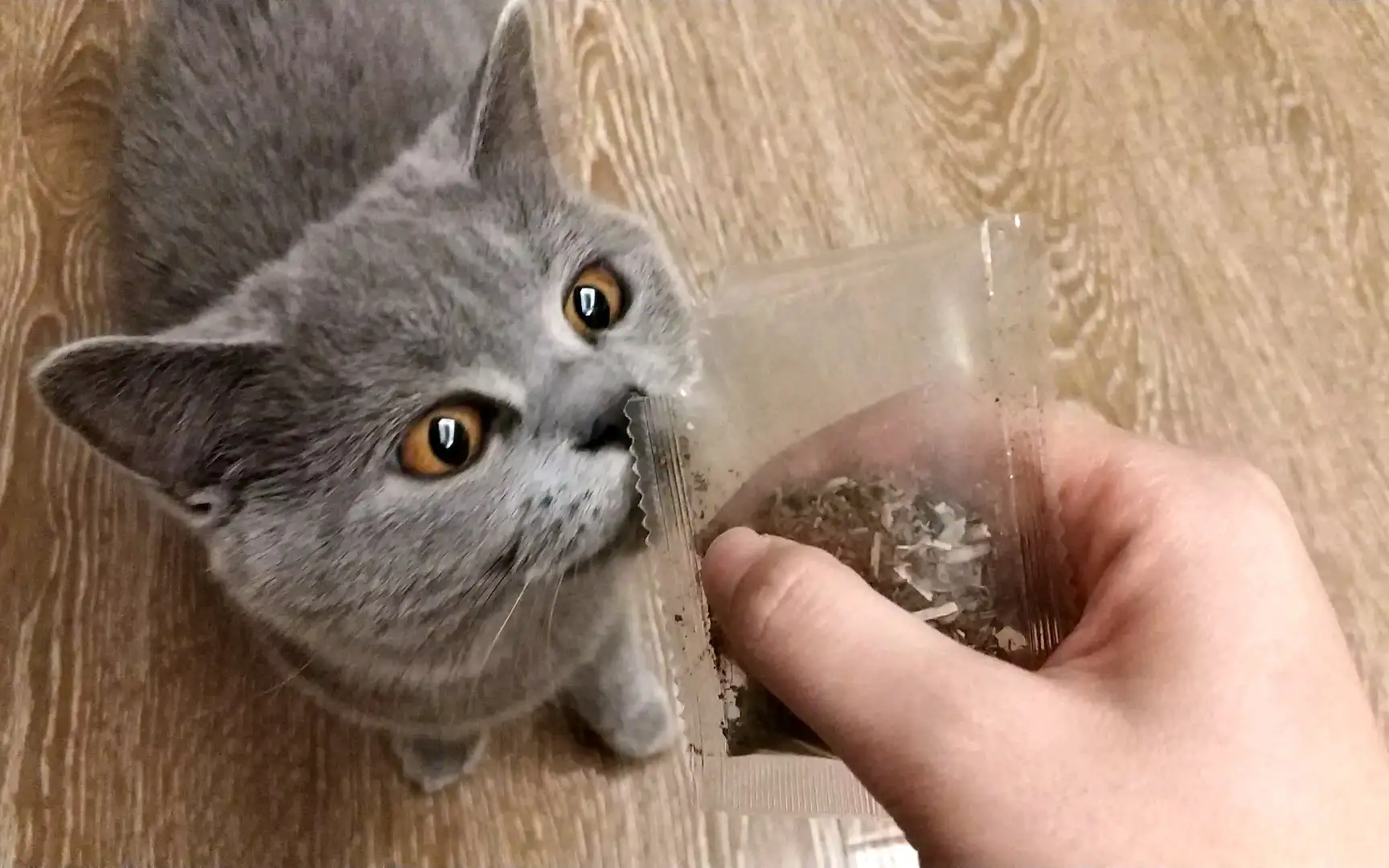 猫吸猫薄荷的反应(猫吸猫薄荷的反应有哪些)