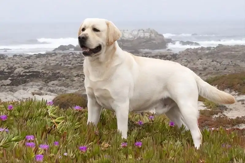 拉布拉多幼犬纯种犬(拉布拉多幼犬纯种特点)