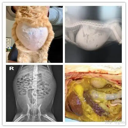 猫传腹怎么得的?(怎么判断猫得了猫传腹)