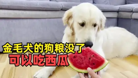 金毛犬一顿吃多少狗粮(一只金毛一天要吃多少狗粮)