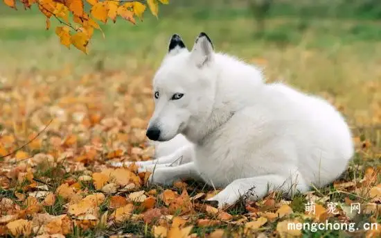 买哈士奇幼犬多少元(哈士奇多少钱一只幼崽去哪里买)