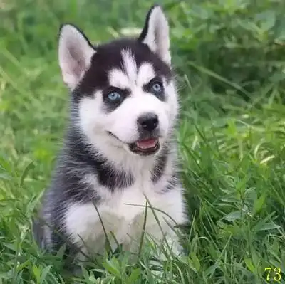 纯种哈士奇幼犬啥样(纯种哈士奇幼犬价格多少钱一只)