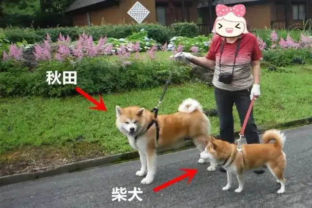 柴犬算大型犬吗?(柴犬属于大型犬和烈性犬吗)