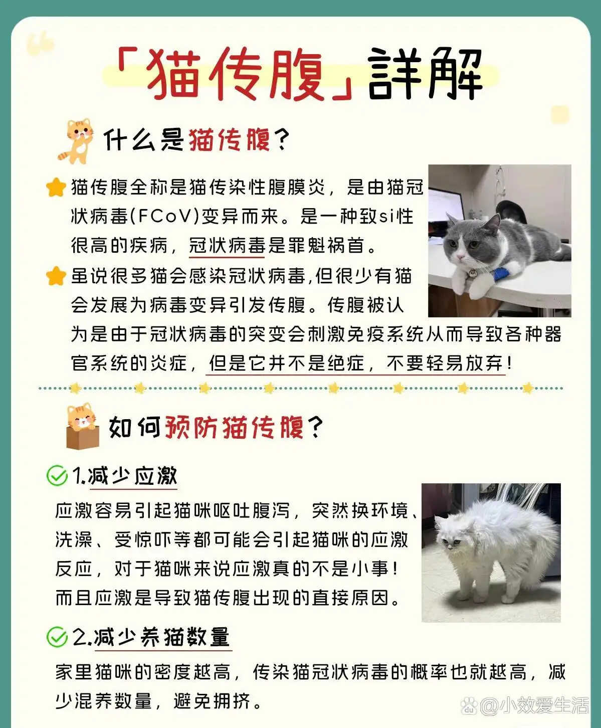 猫传腹是什么病能治吗(猫传腹是什么病什么症状)