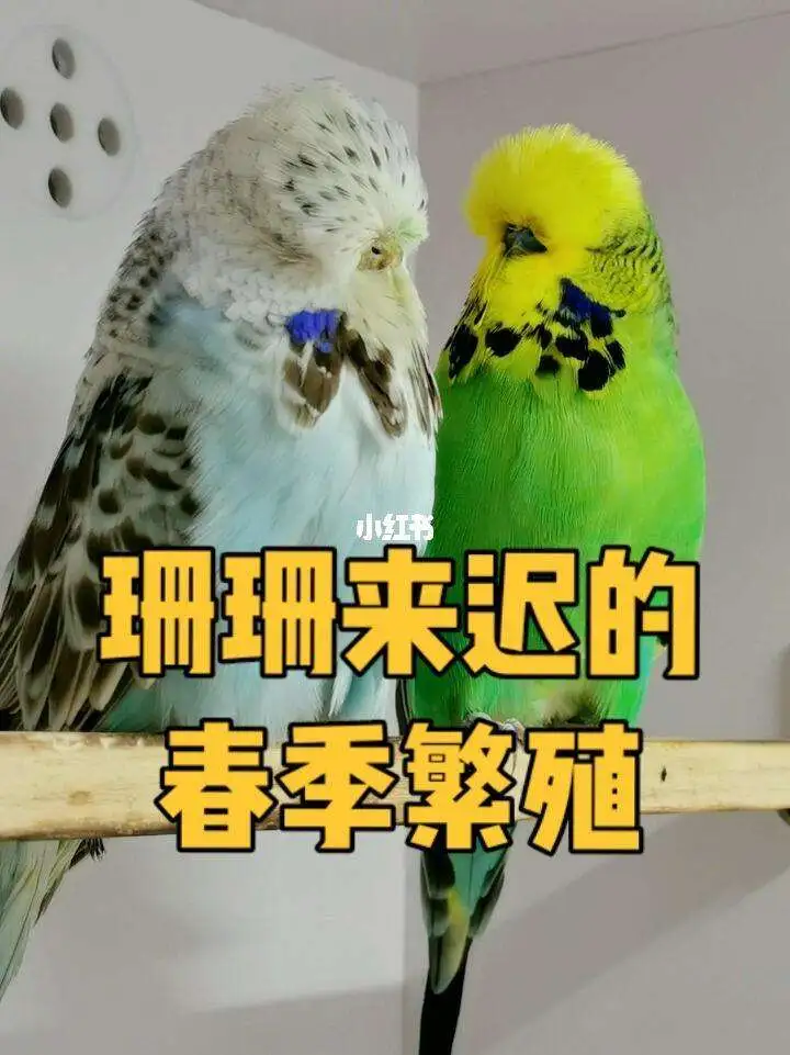 不让鹦鹉繁殖的方法(不想让鹦鹉生宝宝怎么办)