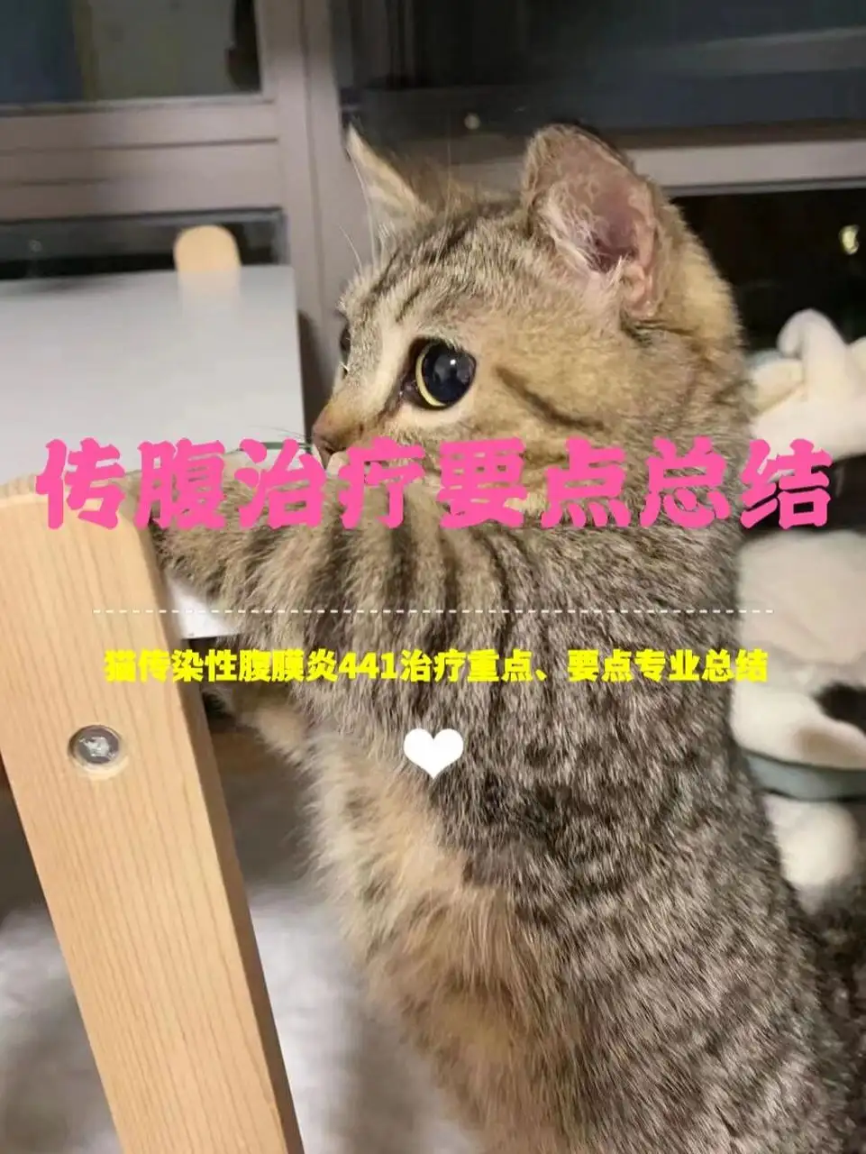 猫传腹是什么病能治吗(猫传腹是什么病什么症状)