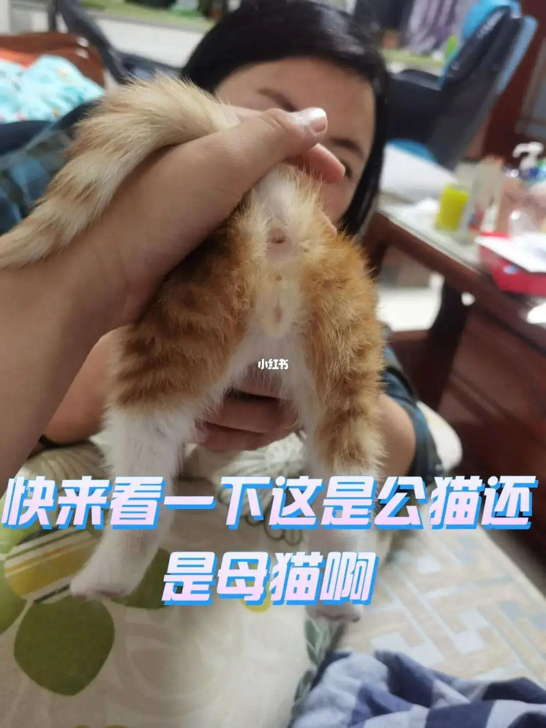 公猫和母猫谁的寿命长(公猫和母猫谁的寿命长?)