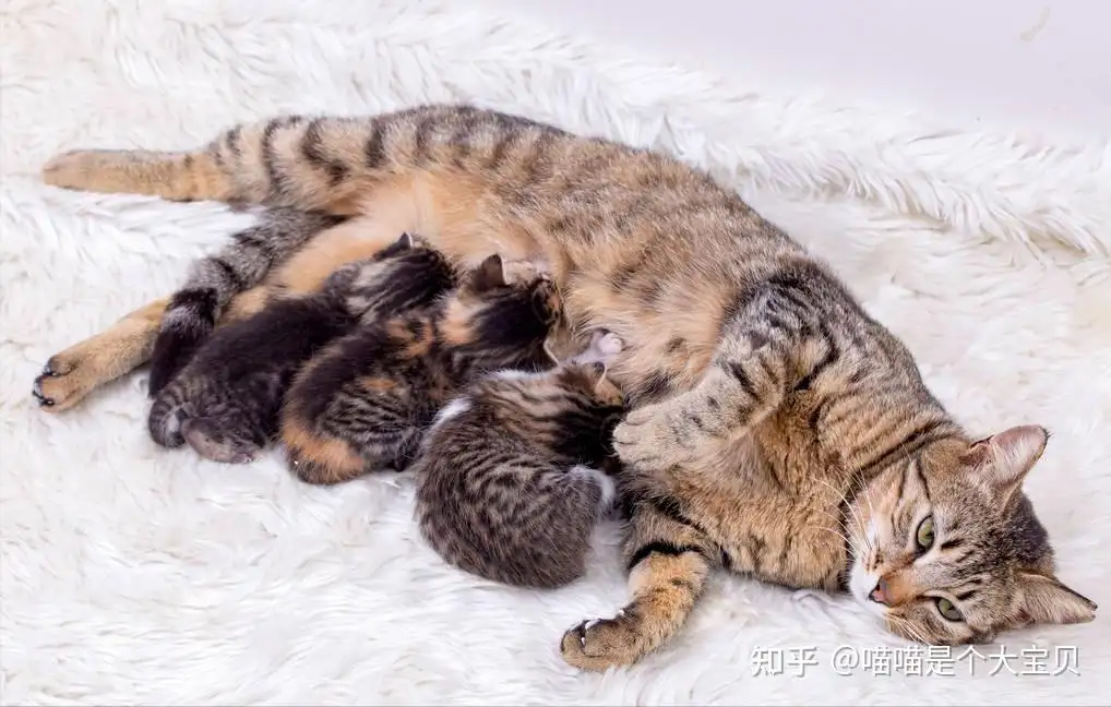 新手养公猫好还是母猫好(新手养猫最好养公猫还是母猫)