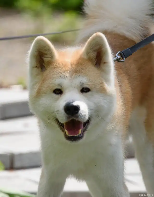 秋田犬北京(北京养秋田犬可以上户吗)