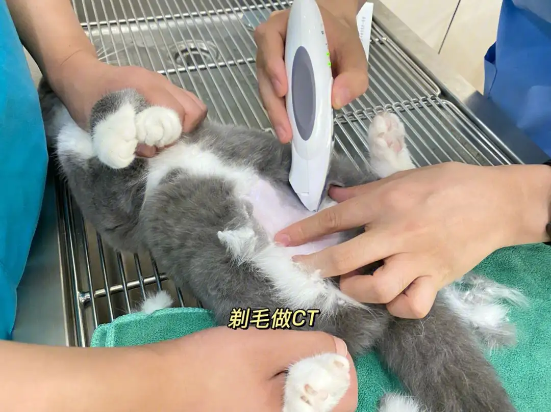 猫猫得了传腹(猫猫得了传腹需要吃什么营养品)