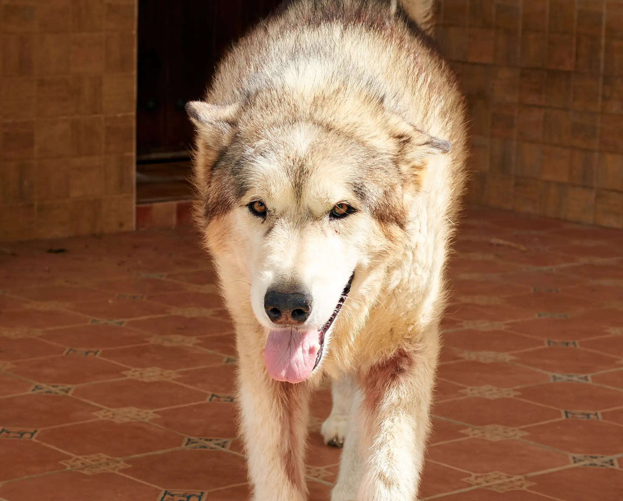 阿拉斯加犬危险吗(阿拉斯加犬安全吗?)